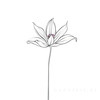 Minimalistic Line Art of Hanging Fuchsia Flower Drape
