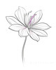 Minimalistic Line Art of Hanging Fuchsia Flower Drape