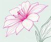 Minimalistic Line Art of Hanging Fuchsia Flower Drape