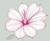 Minimalistic Line Art of Hanging Fuchsia Flower Drape