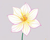 Minimalistic Line Art of Hanging Fuchsia Flower Drape