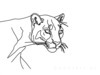 Minimalist Line Art Tracing Mountain Lion's Back