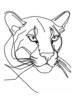 Minimalist Line Art Tracing Mountain Lion's Back