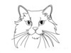 Minimalist Line Drawing of Persian Cat Looking at Viewer