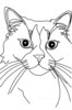 Minimalist Line Drawing of Persian Cat Looking at Viewer
