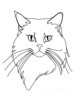Minimalist Line Drawing of Persian Cat Looking at Viewer