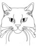 Minimalist Line Drawing of Persian Cat Looking at Viewer