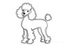 Minimalist Line Art Print of a Poodle in Elegant Poise