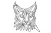 Minimalist Line Art of Raccoon's Masked Eye Area