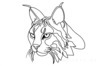 Minimalist Line Art of Raccoon's Masked Eye Area