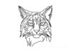 Minimalist Line Art of Raccoon's Masked Eye Area
