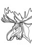 Minimalist Line Art of Raccoon's Masked Eye Area