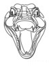 Minimalist Line Art of Raccoon's Masked Eye Area