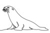 Minimalist Line Art of Raccoon's Masked Eye Area