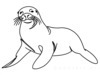 Minimalist Line Art of Raccoon's Masked Eye Area