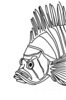 Minimalist Line Art of Raccoon's Masked Eye Area