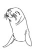 Minimalist Line Art of Raccoon's Masked Eye Area
