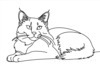 Minimalist Line Art of Ragdoll Cat Lying on Back with Gazing Eyes