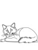 Minimalist Line Art of Ragdoll Cat Lying on Back with Gazing Eyes