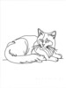 Minimalist Line Art of Ragdoll Cat Lying on Back with Gazing Eyes