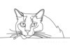 Minimalist Line Art of Ragdoll Cat Lying on Back with Gazing Eyes