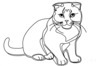 Minimalist Line Art of a Charming Scottish Fold Cat