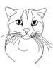 Minimalist Line Art of a Charming Scottish Fold Cat