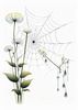 Minimalist Nature Art of Dew Drops on Spider Web Amidst Flowers