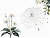 Minimalist Nature Art of Dew Drops on Spider Web Amidst Flowers