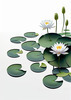 Minimalistic Serene Lily Pond with Abstract Lotus Flowers Nature Art
