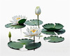Minimalistic Serene Lily Pond with Abstract Lotus Flowers Nature Art