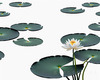 Minimalistic Serene Lily Pond with Abstract Lotus Flowers Nature Art