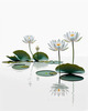 Minimalistic Serene Lily Pond with Abstract Lotus Flowers Nature Art