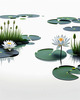 Minimalistic Serene Lily Pond with Abstract Lotus Flowers Nature Art