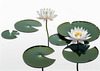 Minimalistic Serene Lily Pond with Abstract Lotus Flowers Nature Art