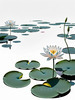 Minimalistic Serene Lily Pond with Abstract Lotus Flowers Nature Art