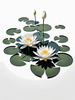 Minimalistic Serene Lily Pond with Abstract Lotus Flowers Nature Art