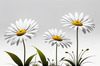 Serene Tranquil Minimalist Daisy Sketch with Peaceful Sky