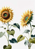 Abstract Serene Sunflowers Sketch with Minimalist Pastel Sky
