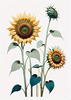 Abstract Serene Sunflowers Sketch with Minimalist Pastel Sky