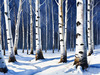 Silver Birch Forest with White Trunks Against Deep Blue Winter Sky Art Print