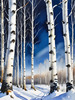 Silver Birch Forest with White Trunks Against Deep Blue Winter Sky Art Print