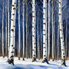 Silver Birch Forest with White Trunks Against Deep Blue Winter Sky Art Print