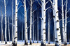 Silver Birch Forest with White Trunks Against Deep Blue Winter Sky Art Print