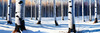 Silver Birch Forest with White Trunks Against Deep Blue Winter Sky Art Print