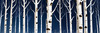 Silver Birch Forest with White Trunks Against Deep Blue Winter Sky Art Print
