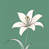 Minimalist Line Art of Lily's Outward-Facing Blossom