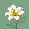 Minimalist Line Art of Lily's Outward-Facing Blossom