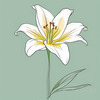 Minimalist Line Art of Lily's Outward-Facing Blossom