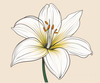 Minimalist Line Art of Lily's Outward-Facing Blossom